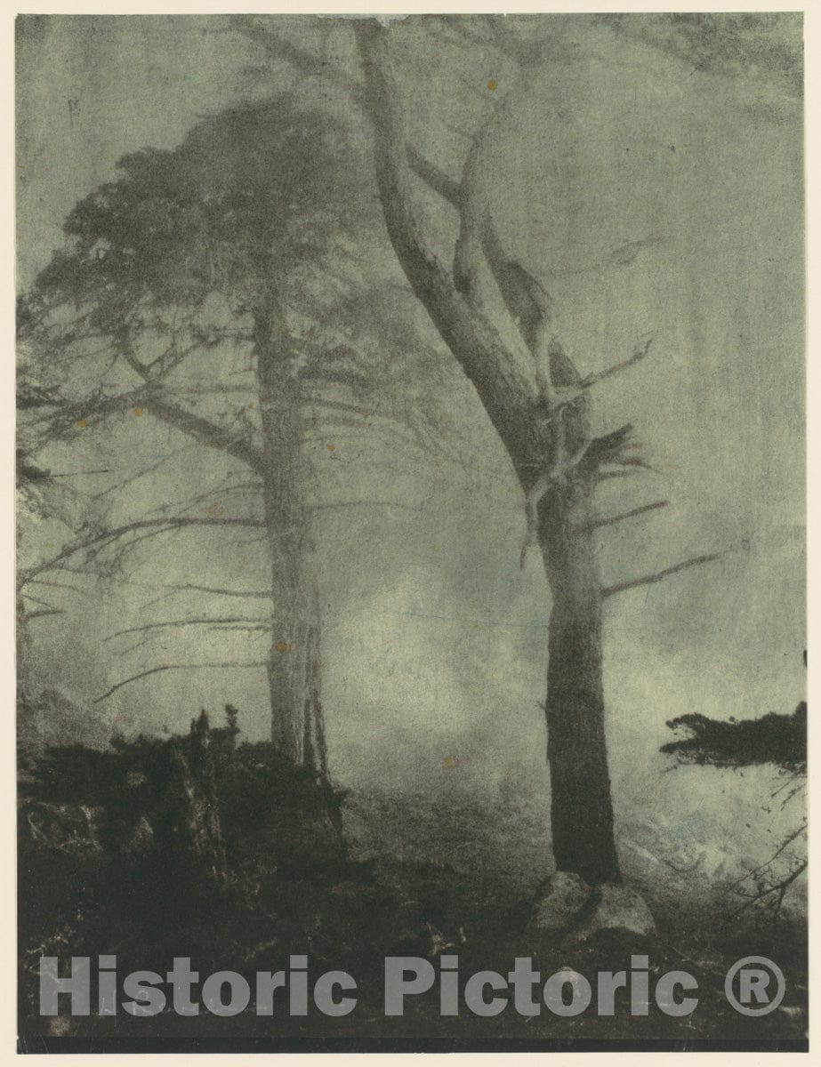 Photo Print : Henry Ravell - Fog and Cypress Trees : Vintage Wall Art