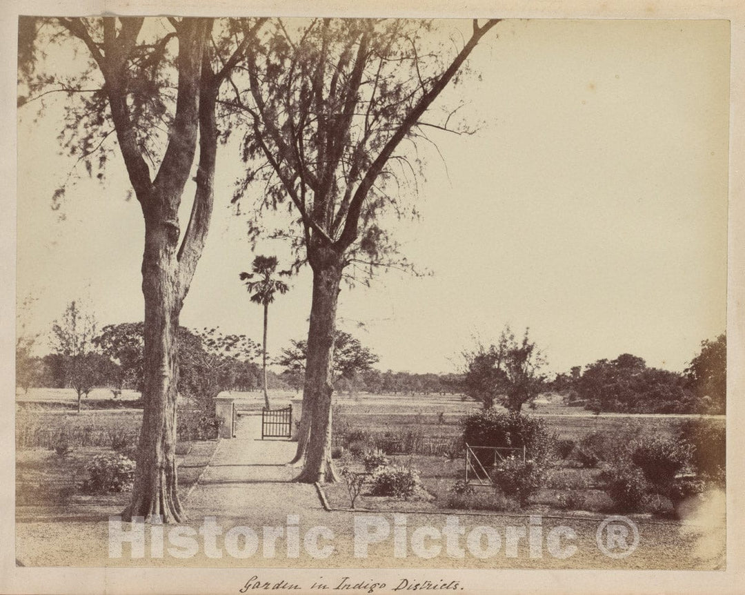 Photo Print : Captain R. B. Hill - Garden in Indigo Districts : Vintage Wall Art