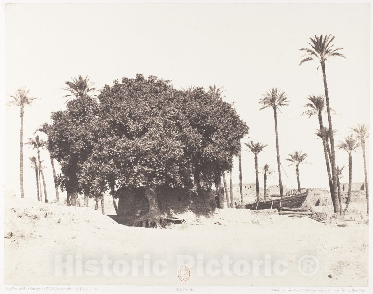 Photo Print : Félix Teynard - Esneh, Dattiers, Sycomore et Café Sur le Bord du Nil : Vintage Wall Art
