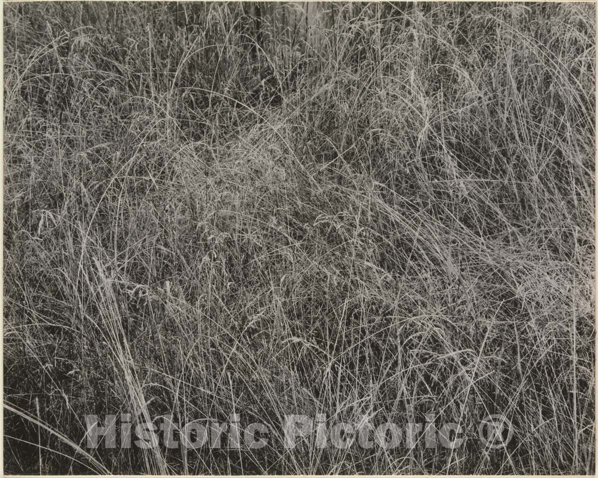 Photo Print : Alfred Stieglitz - Grass : Vintage Wall Art