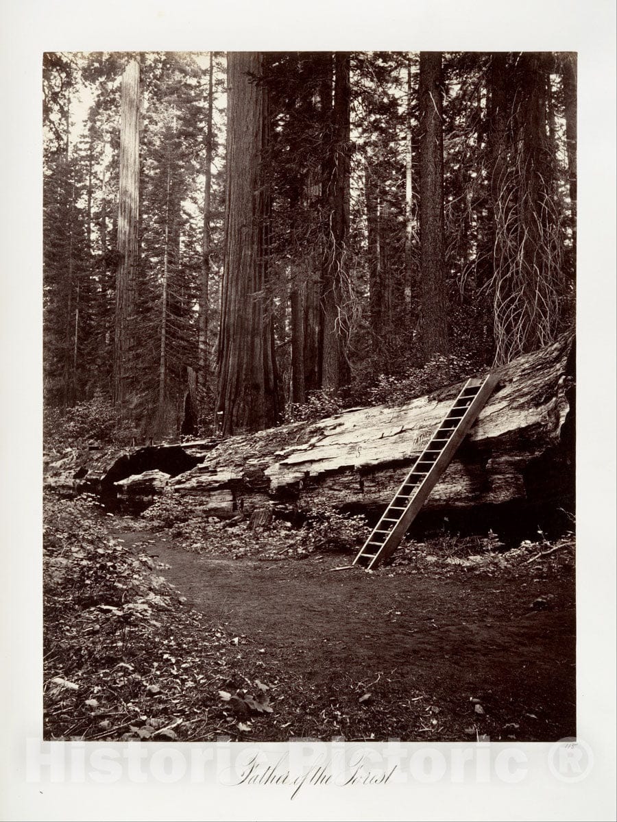 Photo Print : Carleton E. Watkins - Father of The Forest : Vintage Wall Art