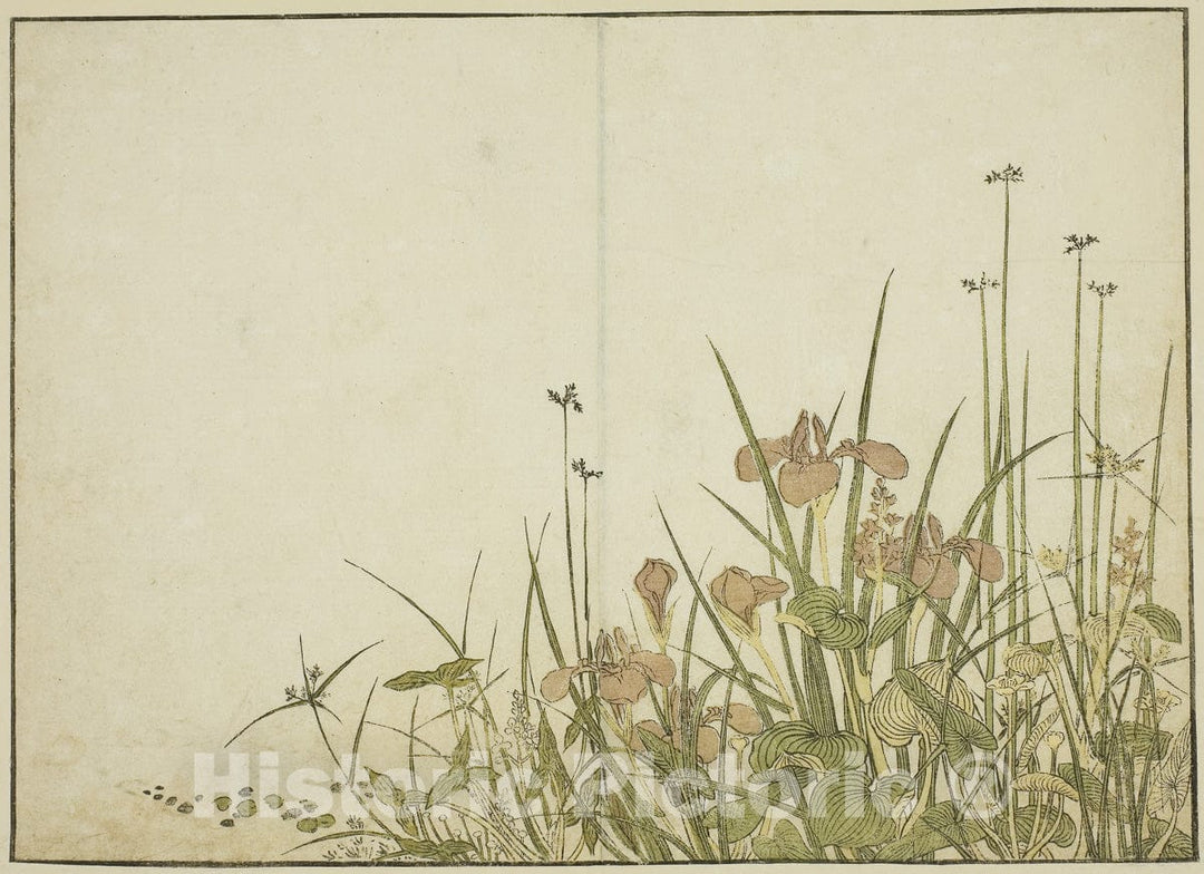 Art Print : Summer Flowers: Irises and Water Plantains, from Mirror of Beautiful Women of the Pleasure Quarters, Katsukawa Shunsho, c 1776, Vintage Wall Decor :