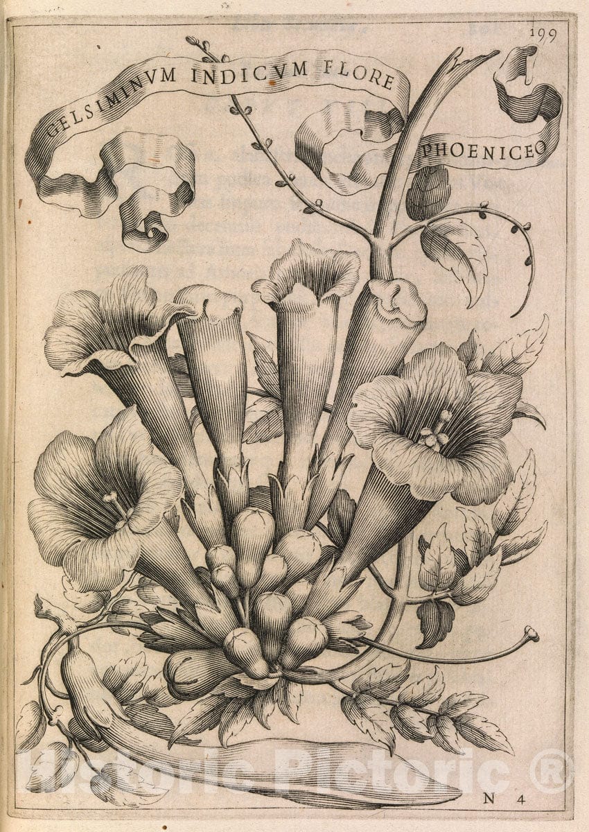 Art Print : Giovanni Battista Ferrari - De Florum Cultura. Rome, 1633 : Vintage Wall Art