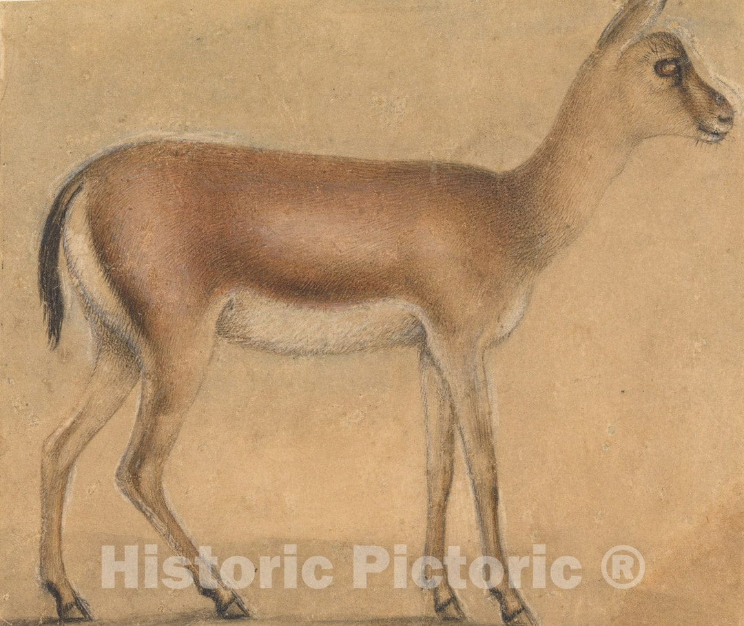 Art Print : Michelino da Besozzo - A Gazelle in Profile, Moving Toward the Right : Vintage Wall Art