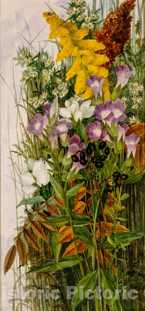 Art Print : Ellen Robbins - Wildflowers : Vintage Wall Art