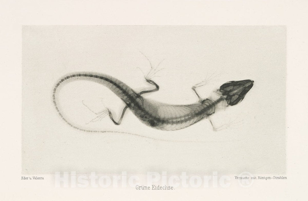 Art Print : Josef Maria Eder - Grüne Eidechse : Vintage Wall Art