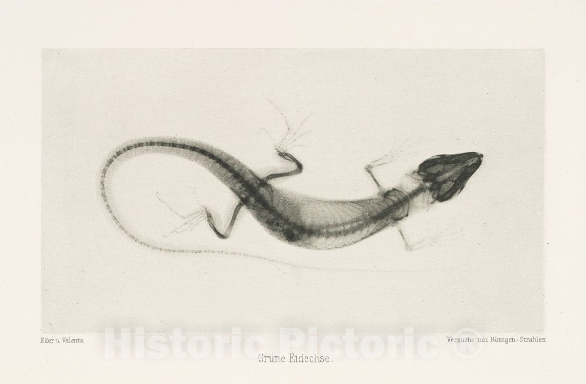 Art Print : Josef Maria Eder - Grüne Eidechse : Vintage Wall Art