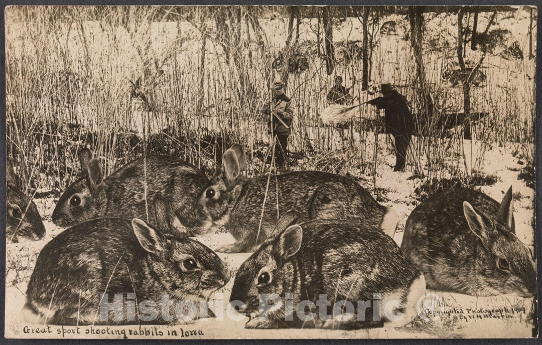 Art Print : William H. Martin - Great Sport Shooting Rabbits in Iowa : Vintage Wall Art
