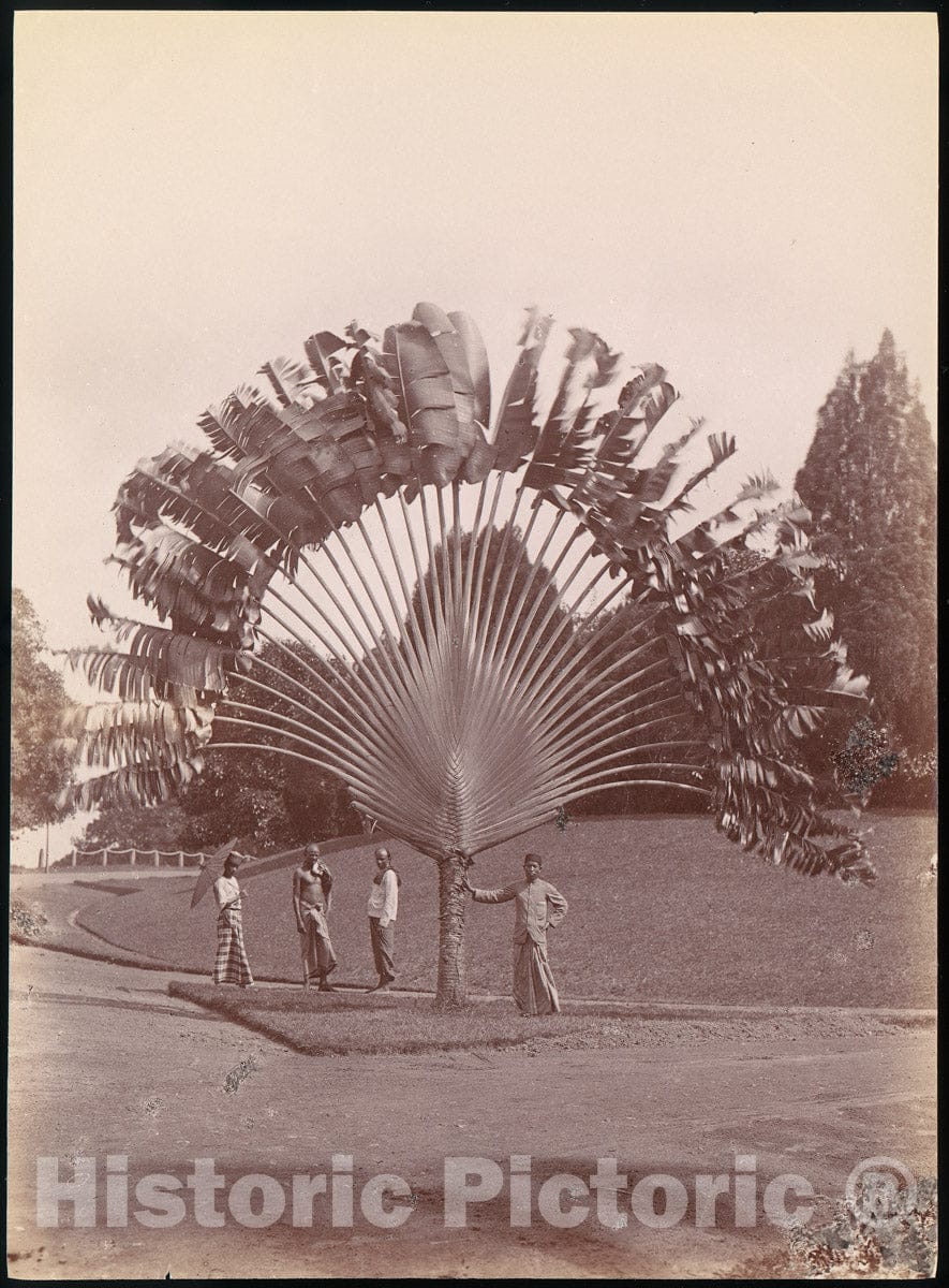 Photo Print : Fan Palm, Singapore : Vintage Wall Art