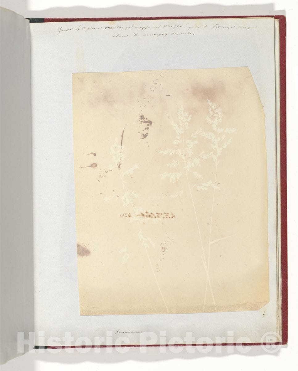 Photo Print : William Henry Fox Talbot - Graminacea : Vintage Wall Art