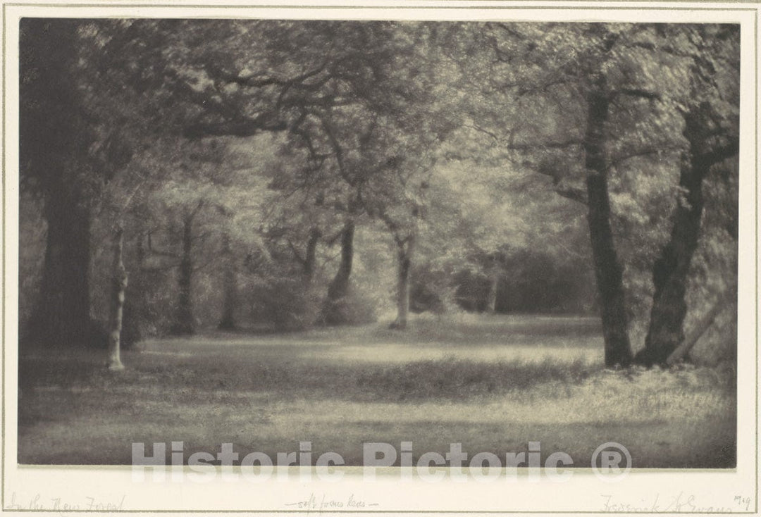Photo Print : Frederick H. Evans - in The New Forest : Vintage Wall Art