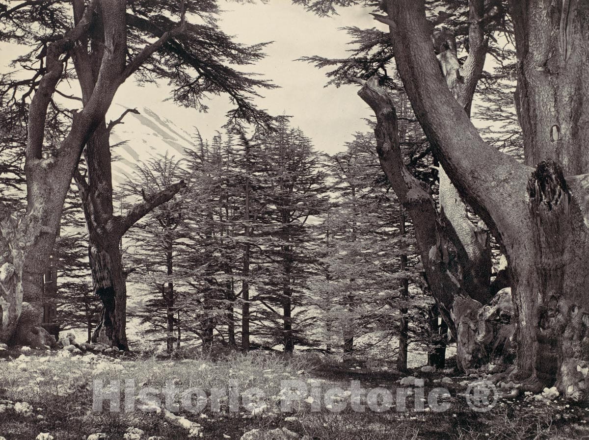 Photo Print : Francis Frith - Cedars of Lebanon : Vintage Wall Art