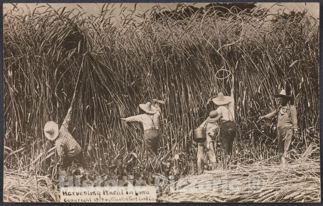 Art Print : William H. Martin - Harvesting Wheat in Iowa : Vintage Wall Art