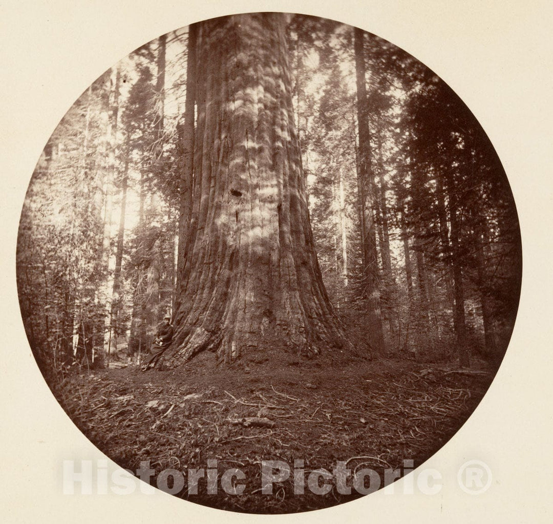 Photo Print : Carleton E. Watkins - Empire State. C. Grove : Vintage Wall Art