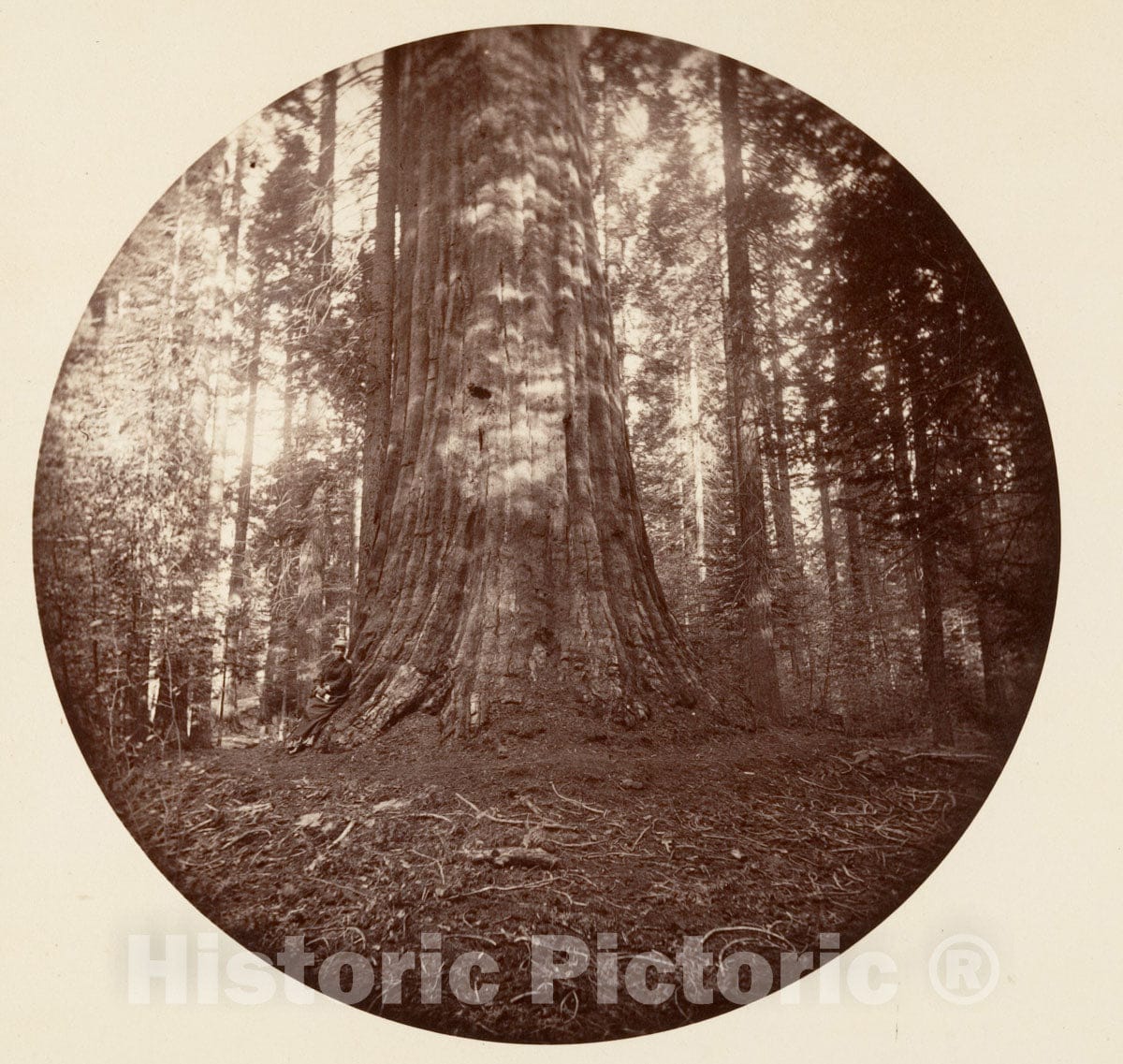 Photo Print : Carleton E. Watkins - Empire State. C. Grove : Vintage Wall Art