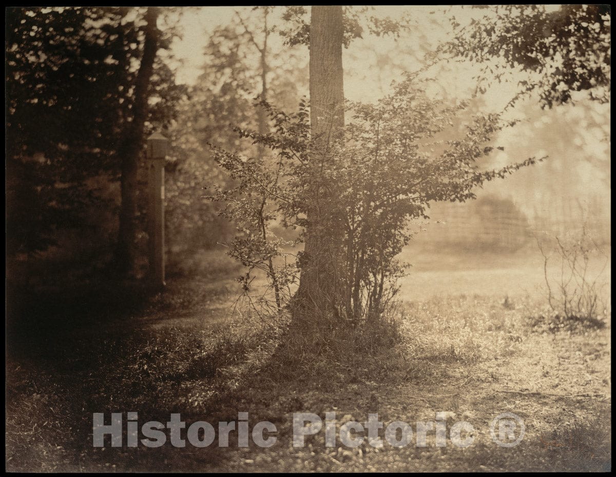 Photo Print : Gustave Le Gray - Tree Study, Forest of Fontainebleau : Vintage Wall Art