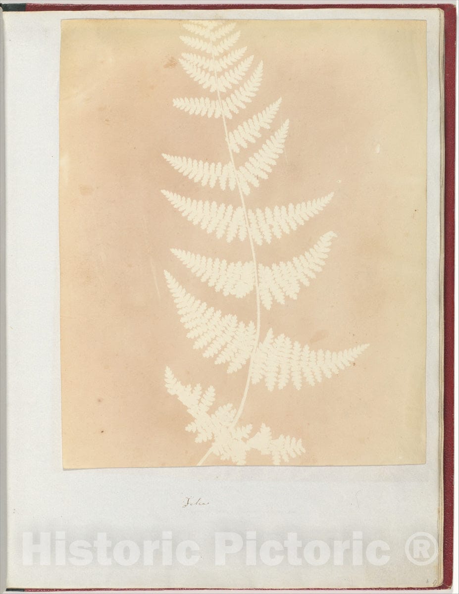 Photo Print : William Henry Fox Talbot - Felce : Vintage Wall Art