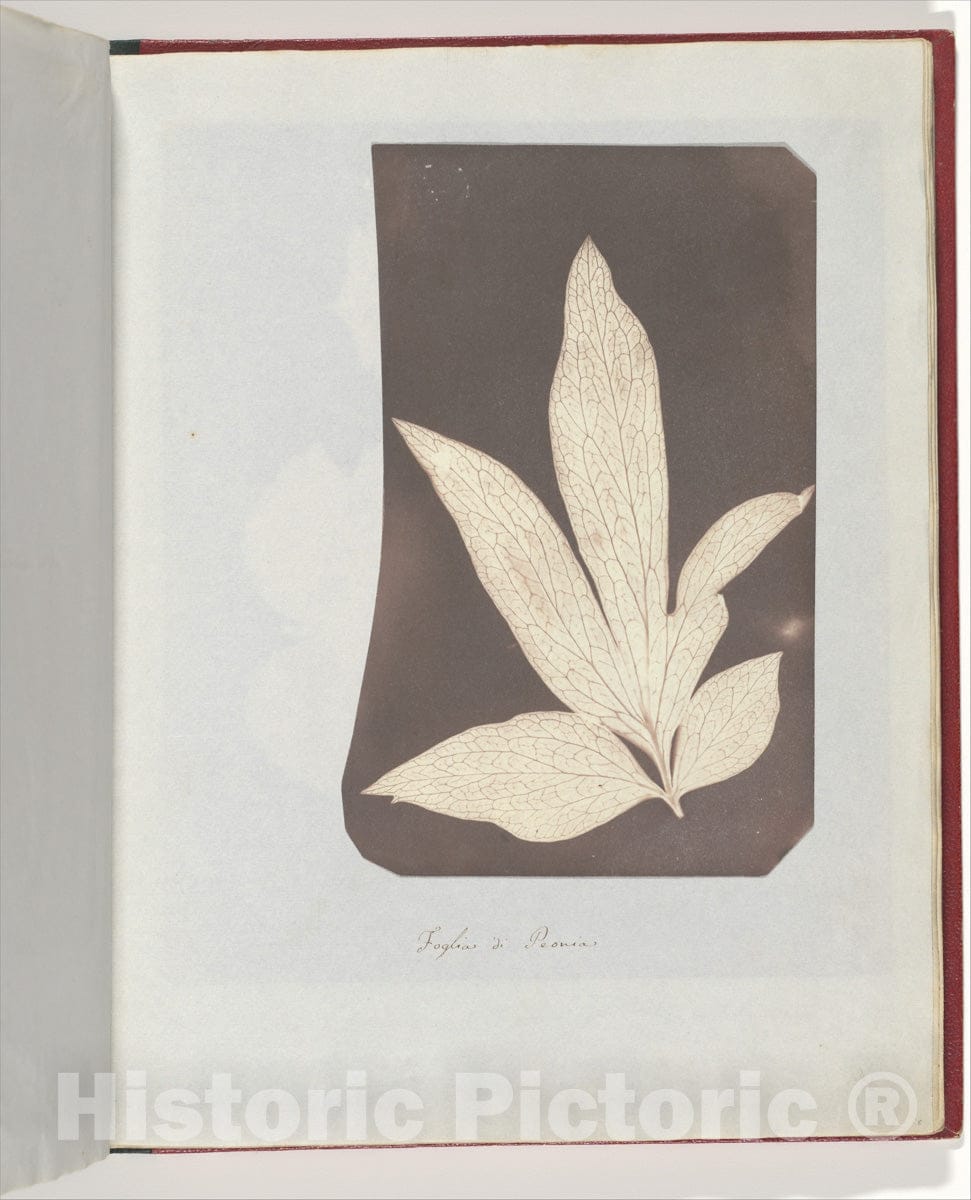 Photo Print : William Henry Fox Talbot - Foglia di Peonia : Vintage Wall Art