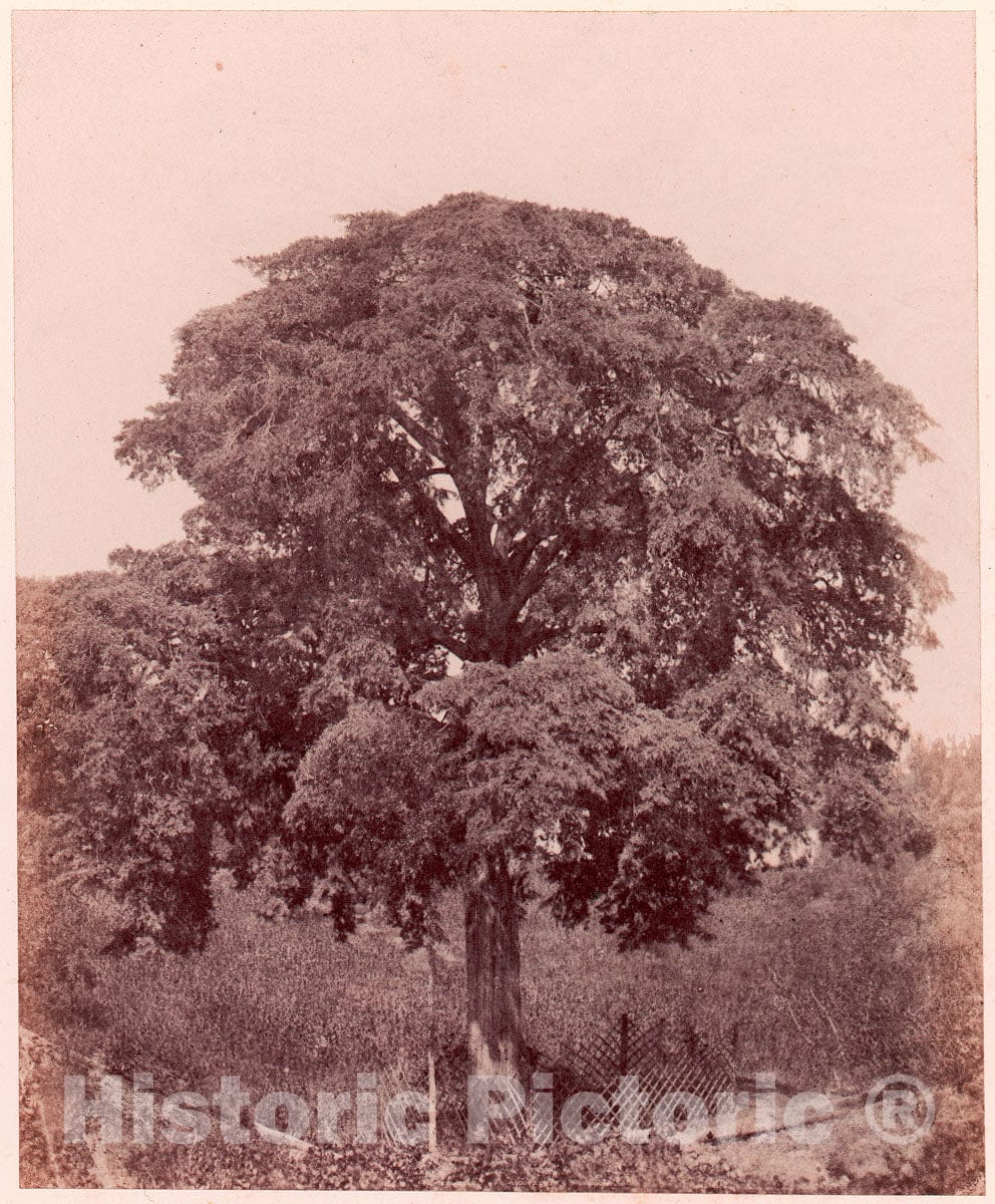 Photo Print : Edward King Tenison - Étude d'arbre : Vintage Wall Art