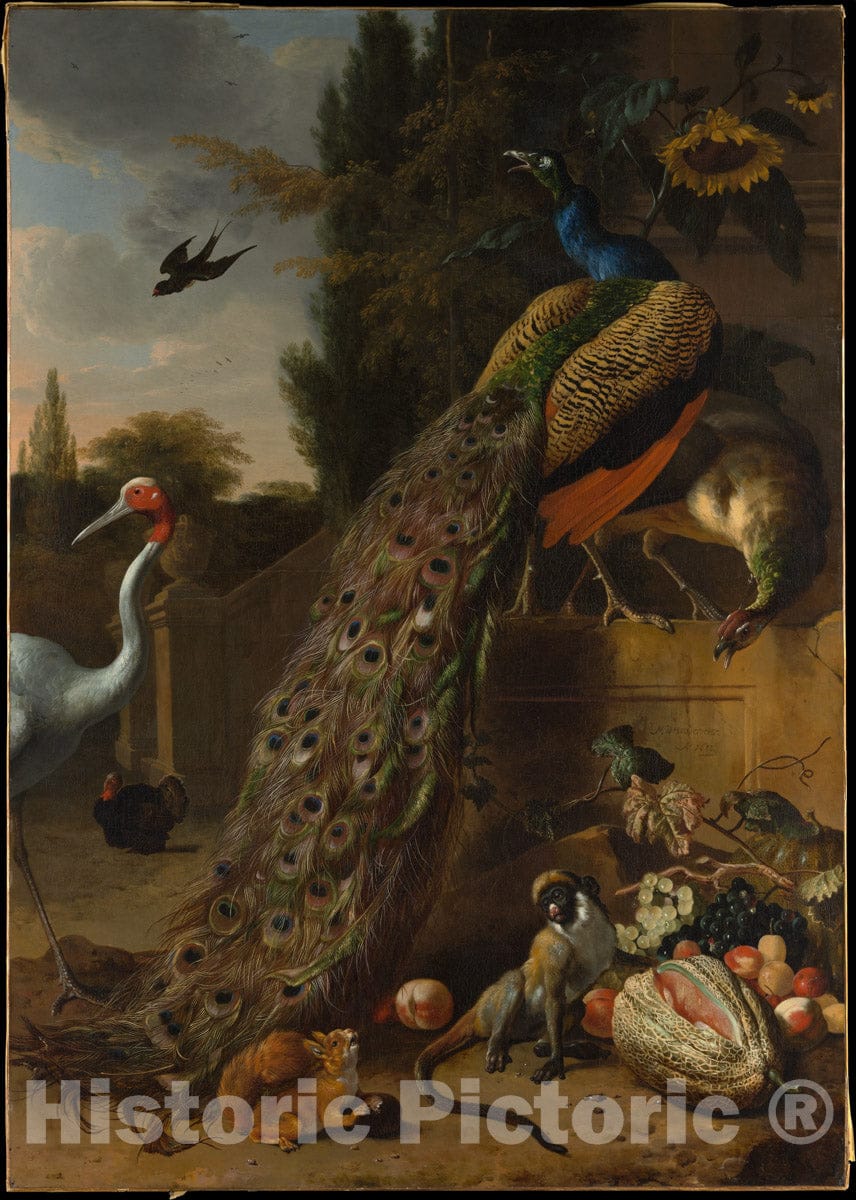 Art Print : Melchior d' Hondecoeter - Peacocks : Vintage Wall Art