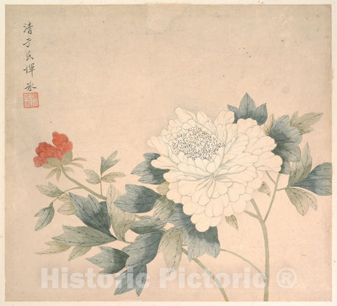 Art Print : Yun Bing - Flower Study - China 1 : Vintage Wall Art