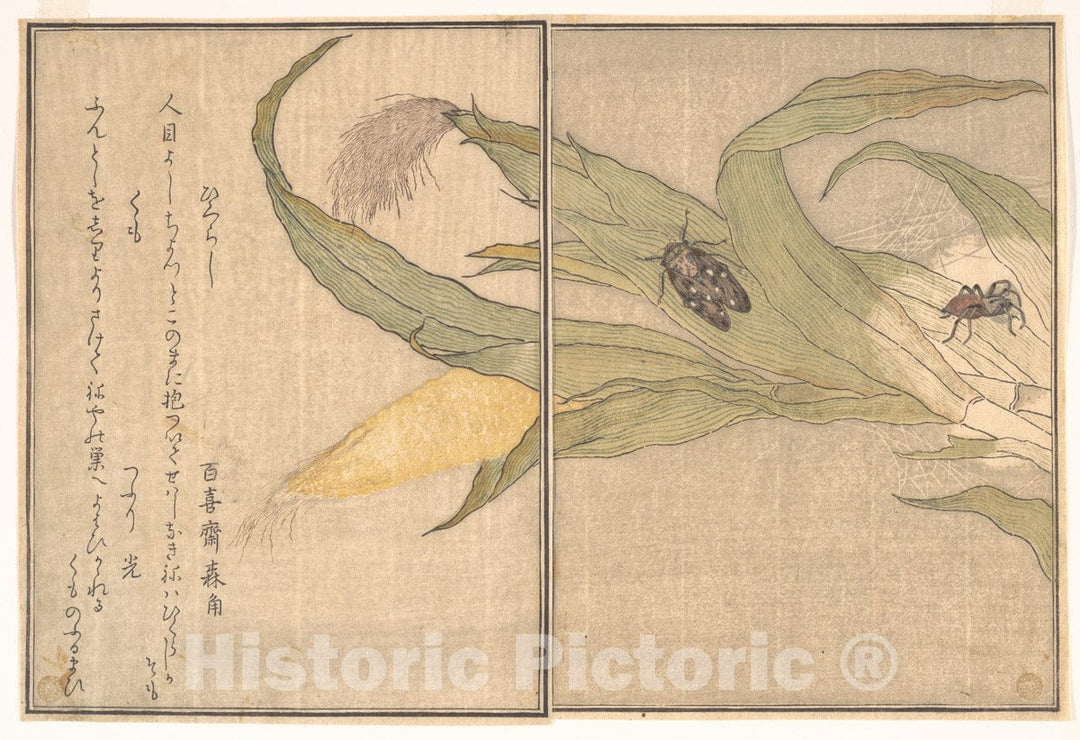 Art Print : Evening Cicada, Higurashi; Spider, Kumo, from The Picture Book of Crawling Creatures - Artist: Kitagawa Utamaro - Created: 1788 : Vintage Wall Art