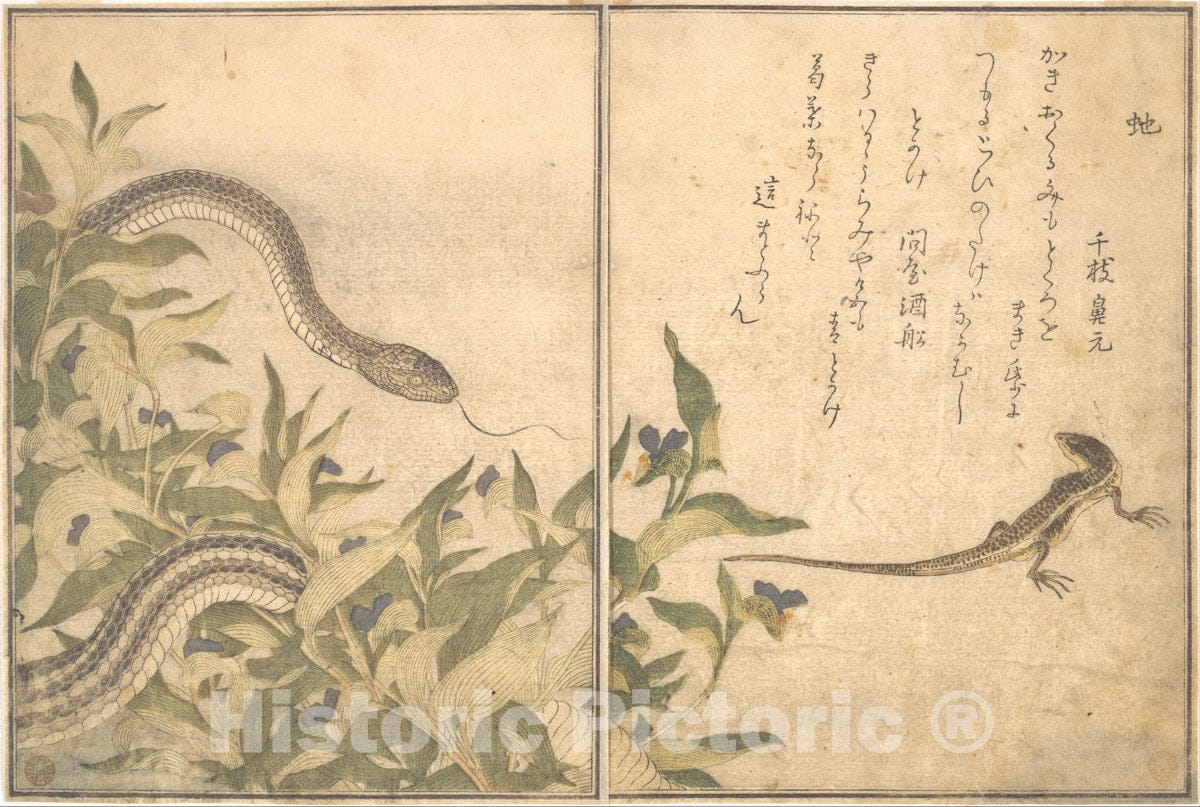 Art Print : Rat Snake