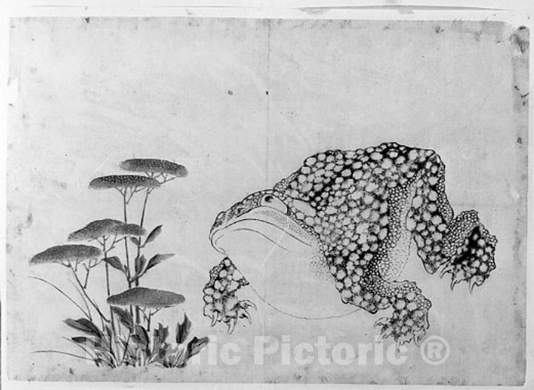 Art Print : Hokusai School - Toad and Flowers - Japan : Vintage Wall Art
