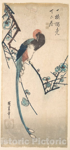 Art Print : Utagawa Hiroshige - Long Tailed Bird - Japan : Vintage Wall Art