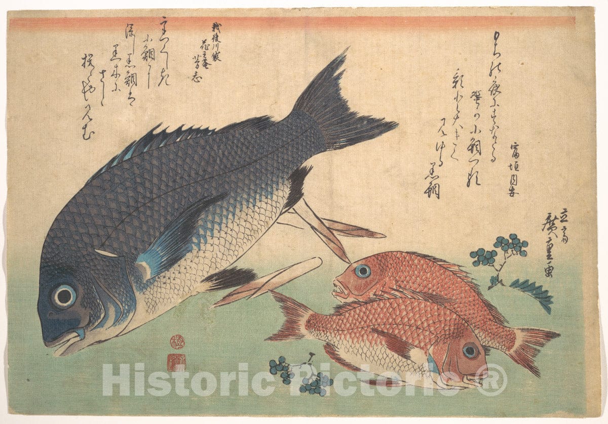 Art Print : Kurodai and Kodai Fish with Bamboo Shoots and Berries, from the series Uozukushi (Every Variety of Fish) - Artist: Utagawa Hiroshige - Created: 1830s : Vintage Wall Art