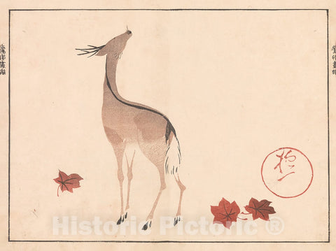 Art Print : Sakai H?itsu - ?son (H?itsu) Picture Album (?son gafu) - Japan v.1 : Vintage Wall Art