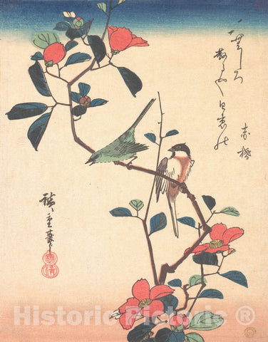 Art Print : Utagawa Hiroshige - Japanese White-Eye and Titmouse on a Camellia Branch - Japan : Vintage Wall Art