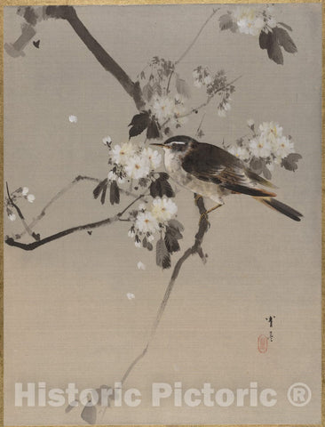 Art Print : Watanabe Seitei - Birds on a Flowering Branch - Japan : Vintage Wall Art