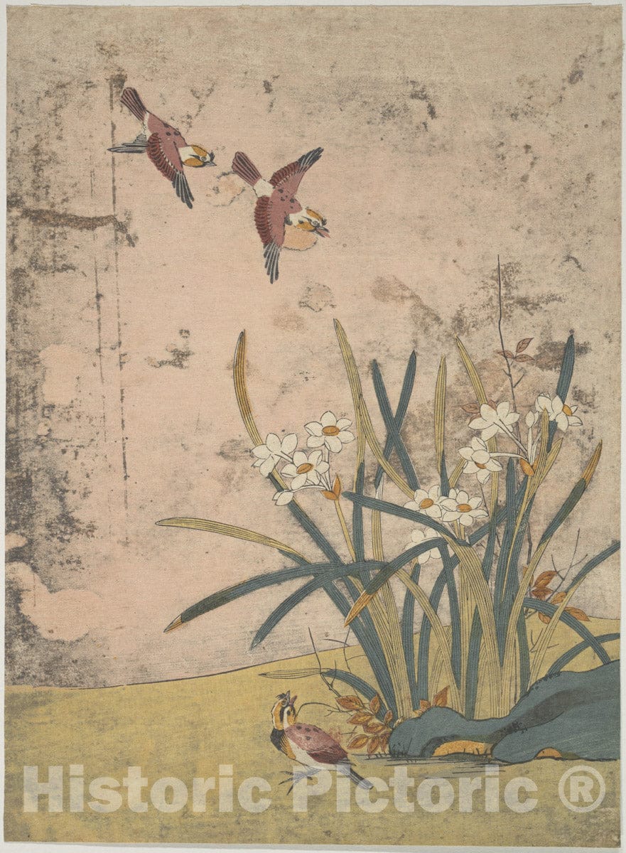 Art Print : Suzuki Harunobu - Birds and Narcissus - Japan : Vintage Wall Art