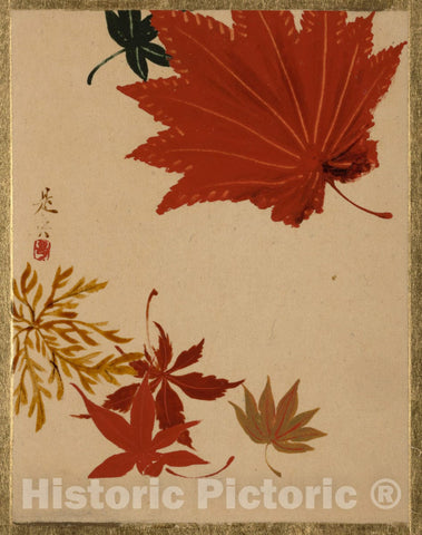 Art Print : Shibata Zeshin - Maple Leaves - Japan : Vintage Wall Art