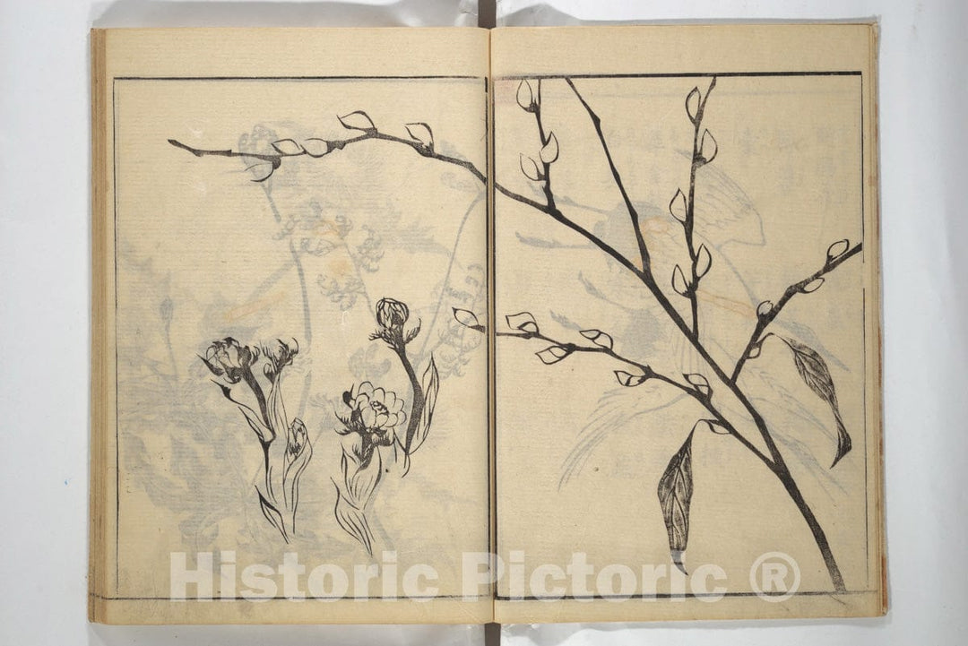 Art Print : Yamaguchi Soken - Soken Picture Album: The Plant Section (Soken gafu: S?ka no bu) - Japan : Vintage Wall Art