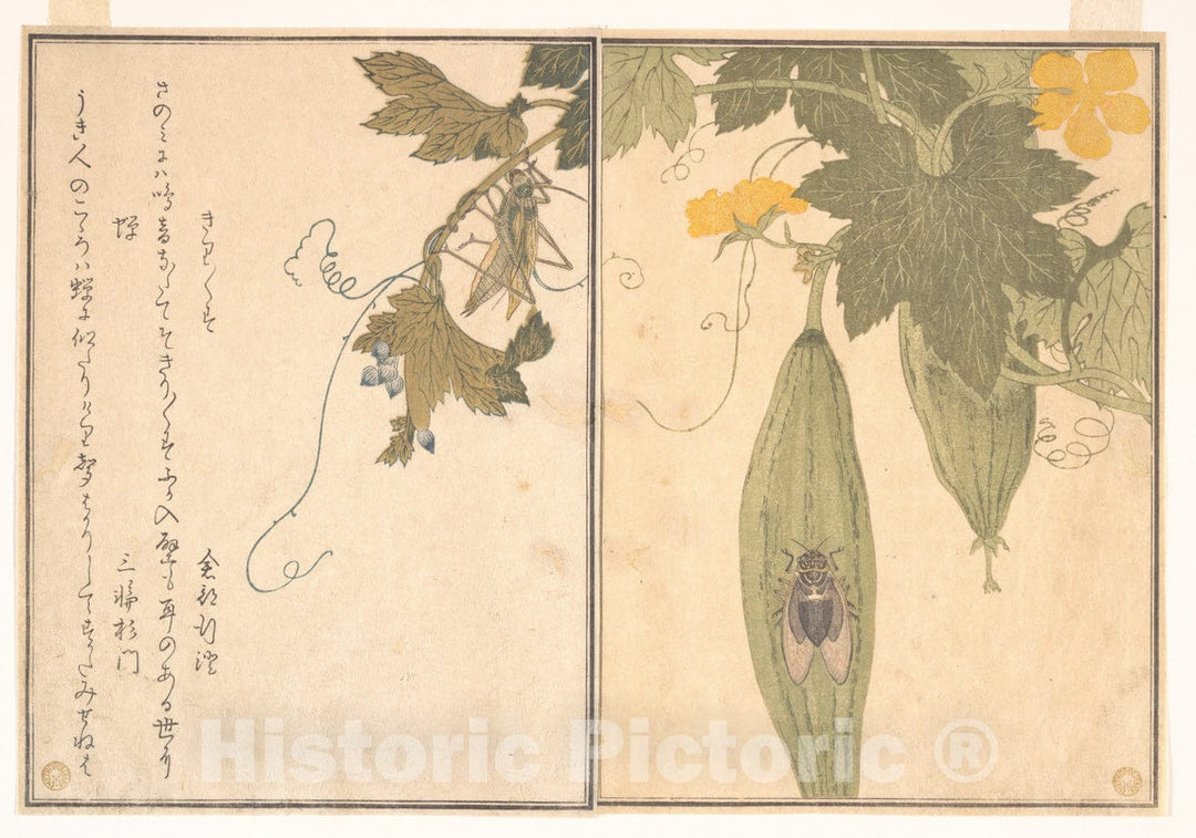 Art Print : Grasshopper