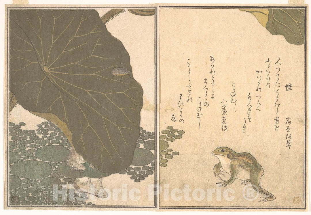 Art Print : Frog