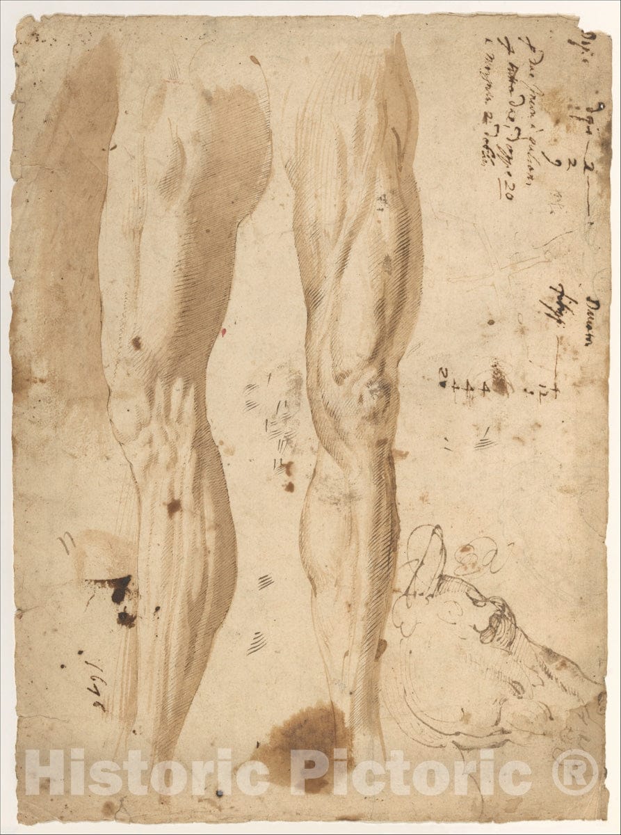 Art Print : Studies of The Leg of a Man and a Horse's Head - Artist: Central Italian - Created: 16th Century : Vintage Wall Art