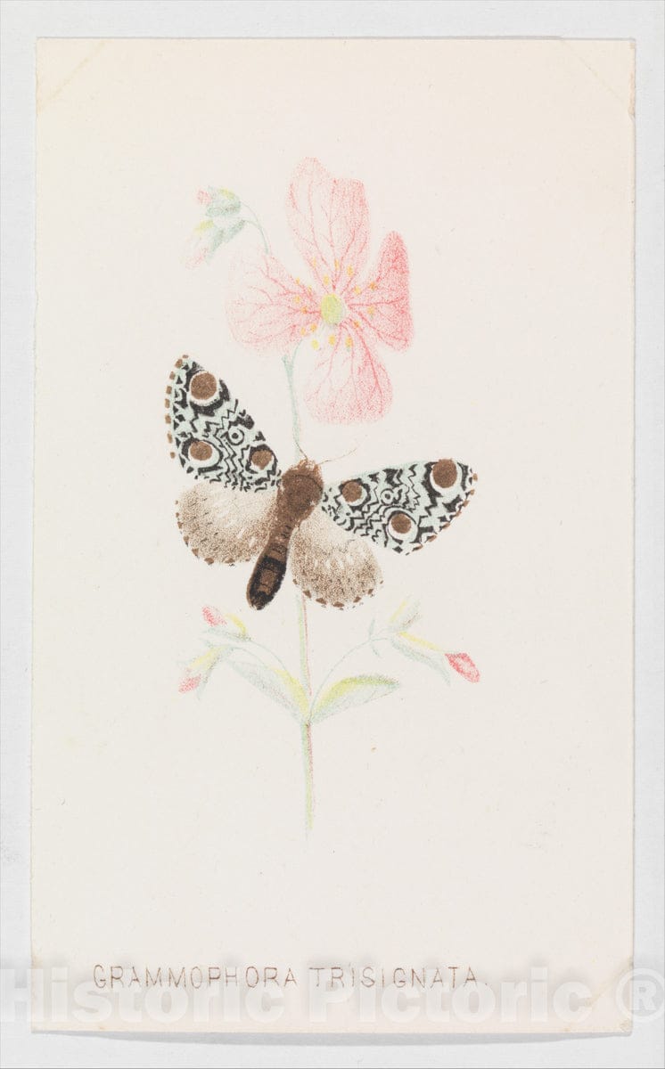 Art Print : Louis Prang & Co. - Grammophora Trisignata from The Butterflies and Moths of America Part 4 : Vintage Wall Art