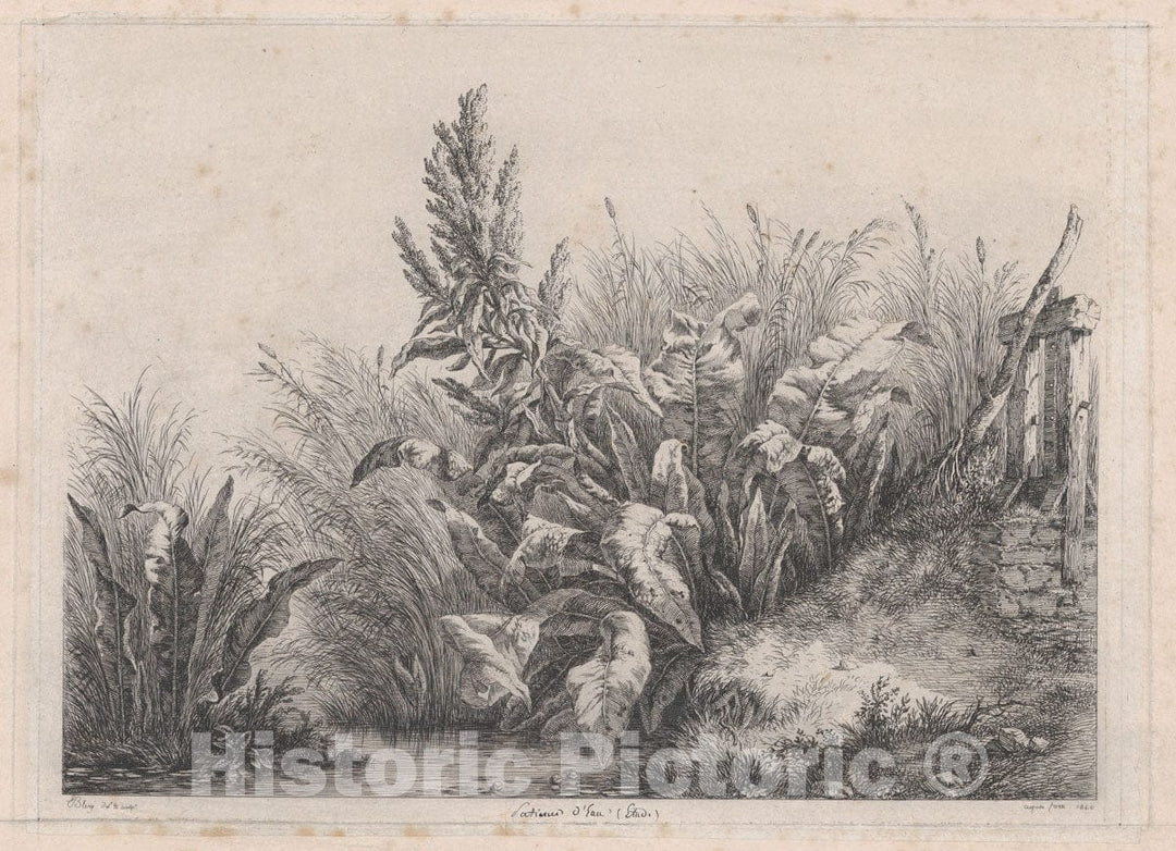 Art Print : Eugène Stanislas Alexandre Bléry - Great Water Dock Plant : Vintage Wall Art