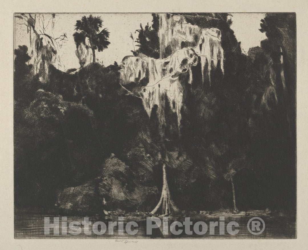 Art Print : Ernest Haskell - Ghost Cypress : Vintage Wall Art
