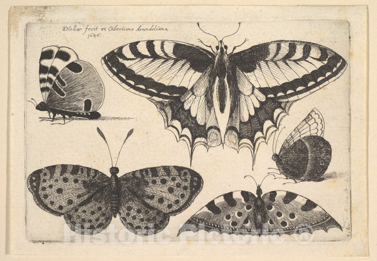 Art Print : Wenceslaus Hollar - Five Butterflies : Vintage Wall Art