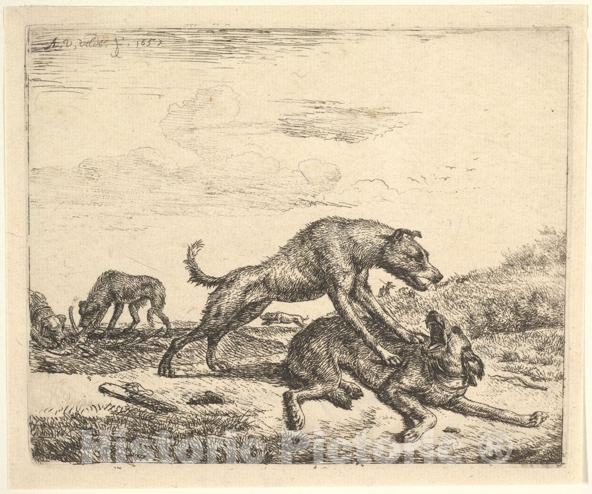 Art Print : Adriaen Van de Velde - Fighting Dogs, from Different Animals : Vintage Wall Art