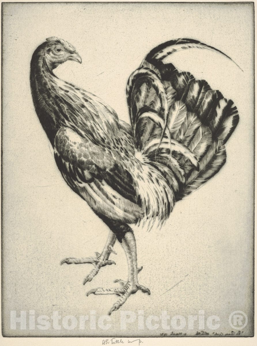 Art Print : Henry Emerson Tuttle - Game Cock (Carney Cock) : Vintage Wall Art