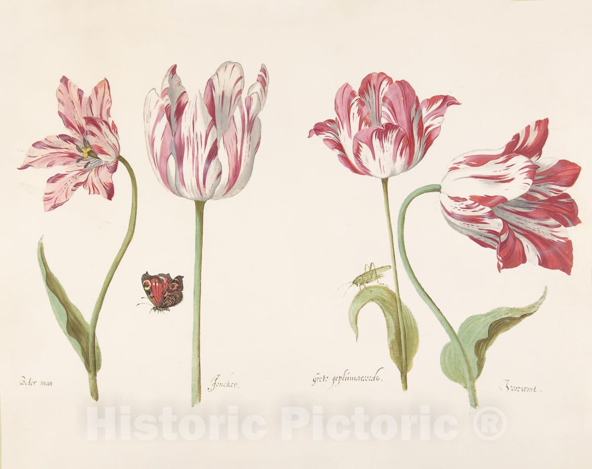 Art Print : Four Tulips: Boter Man - Artist: Jacob Marrel - Created: c1635 : Vintage Wall Art