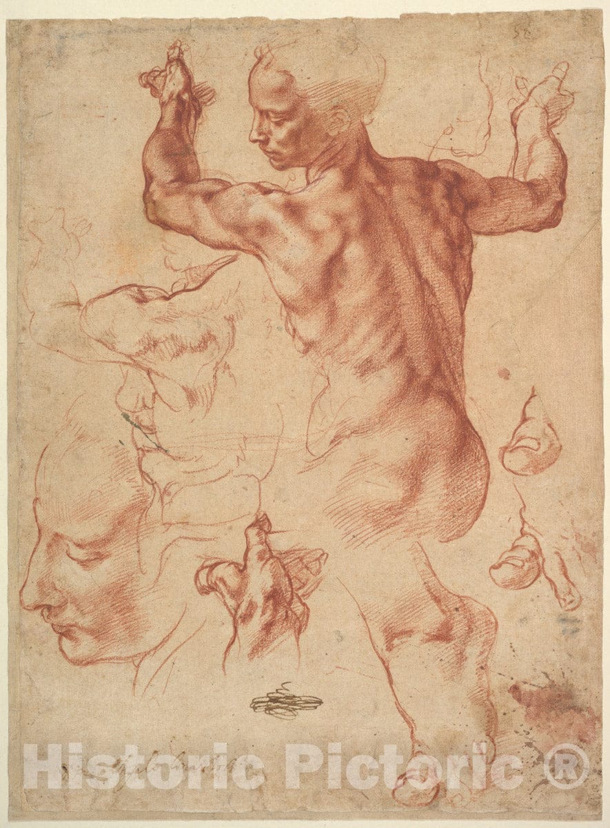Art Print : Michelangelo Buonarroti - Studies for The Libyan Sibyl (Recto)