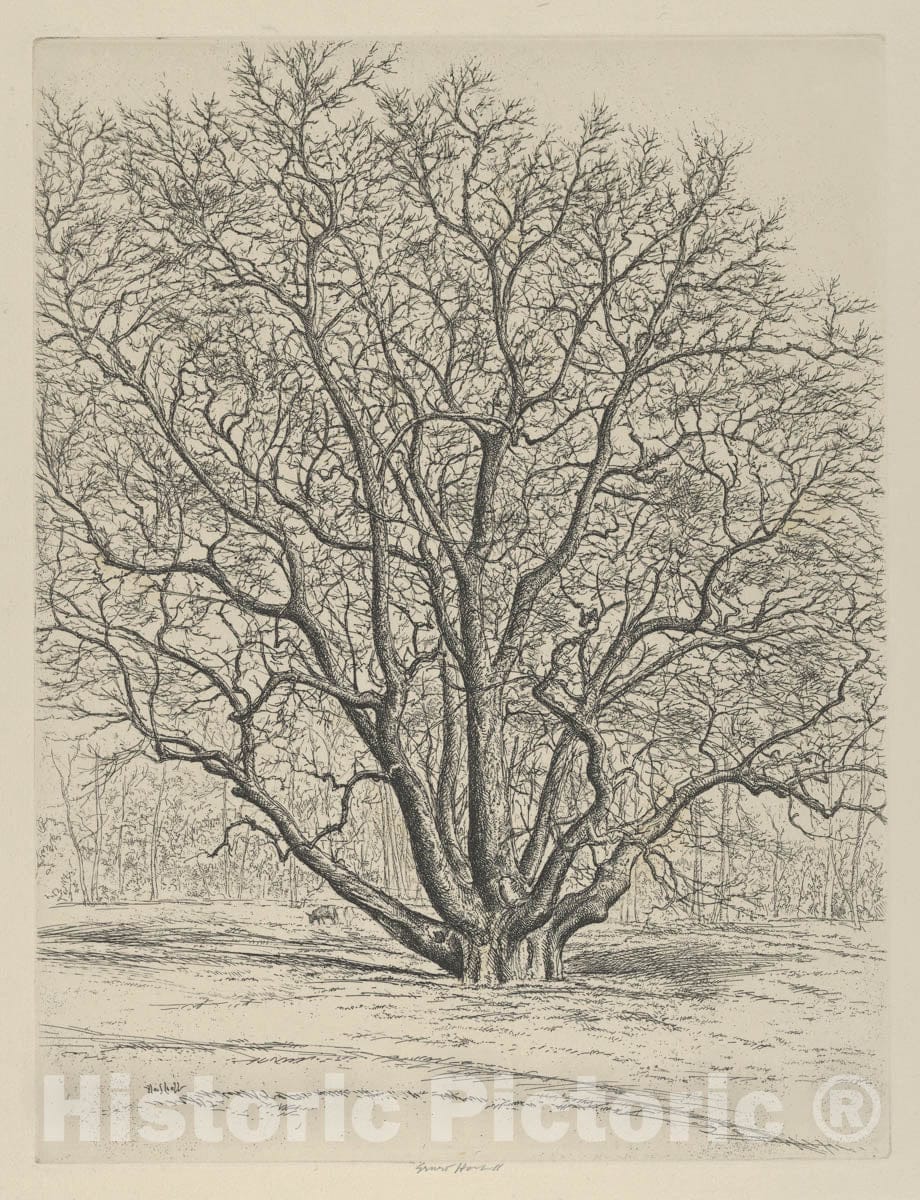 Art Print : Ernest Haskell - Giant Sycamore : Vintage Wall Art