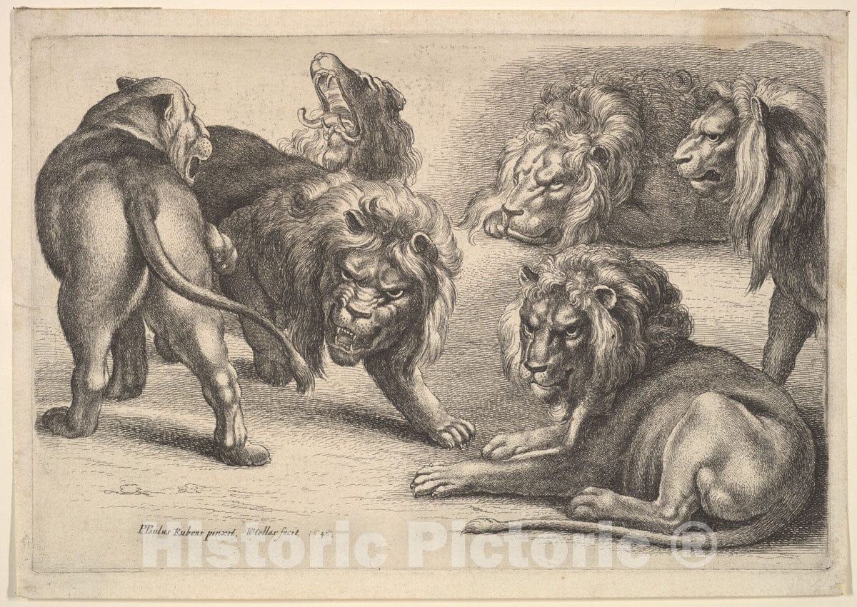 Art Print : Wenceslaus Hollar - Five Lions and a Lioness : Vintage Wall Art