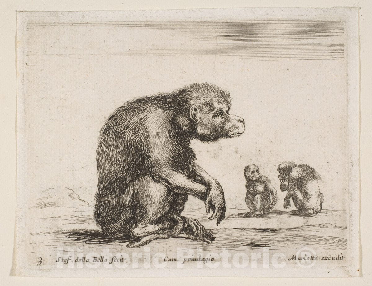 Art Print : Stefano Della Bella - Plate 3: Seated Monkey, from 'Various Animals' (Diversi animali) 1 : Vintage Wall Art
